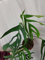 Monstera Croatii