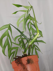 Monstera Croatii