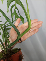 Monstera Croatii