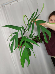 Monstera Croatii