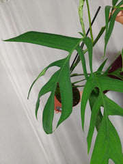 Monstera Croatii