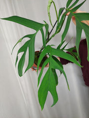 Monstera Croatii