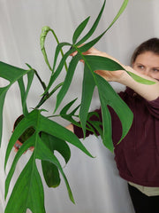 Monstera Croatii