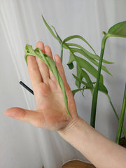 Monstera Croatii
