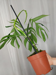 Monstera Croatii