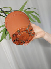 Monstera Croatii