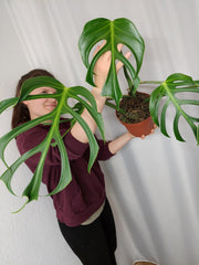 Monstera Burle Marx Flame Adult