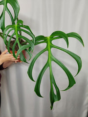 Monstera Burle Marx Flame Adult