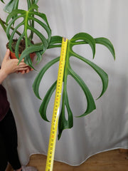 Monstera Burle Marx Flame Adult