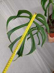 Monstera Burle Marx Flame Adult