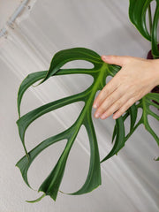 Monstera Burle Marx Flame Adult