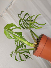 Monstera Burle Marx Flame Adult