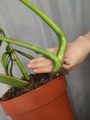 Monstera Burle Marx Flame Adult