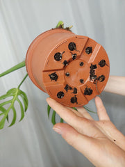 Monstera Burle Marx Flame Adult