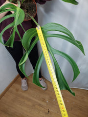Monstera Burle Marx Flame Adult