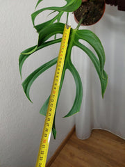 Monstera Burle Marx Flame Adult