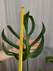 Monstera Burle Marx Flame Adult