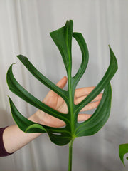Monstera Burle Marx Flame Adult