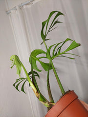 Monstera Burle Marx Flame Adult