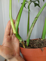 Monstera Burle Marx Flame Adult
