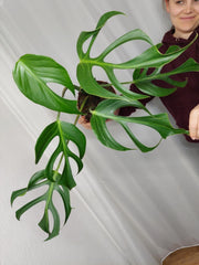Monstera Burle Marx Flame Adult