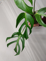 Monstera Burle Marx Flame Adult