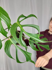 Monstera Burle Marx Flame Adult