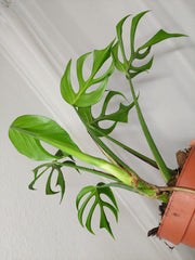 Monstera Burle Marx Flame Adult