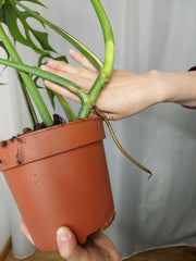 Monstera Burle Marx Flame Adult