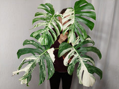 Monstera Variegata Adult