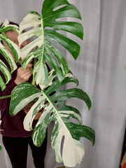 Monstera Variegata Adult