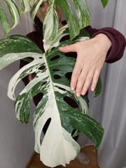 Monstera Variegata Adult