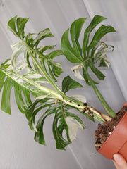 Monstera Variegata Adult