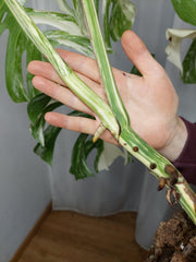 Monstera Variegata Adult
