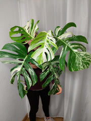 Monstera Variegata Adult
