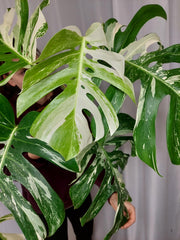 Monstera Variegata Adult