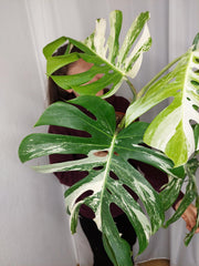 Monstera Variegata Adult