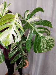 Monstera Variegata Adult
