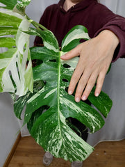 Monstera Variegata Adult