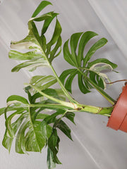 Monstera Variegata Adult
