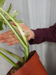 Monstera Variegata Adult