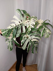 Monstera Variegata Adult