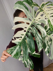 Monstera Variegata Adult