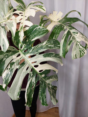 Monstera Variegata Adult