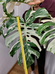 Monstera Variegata Adult