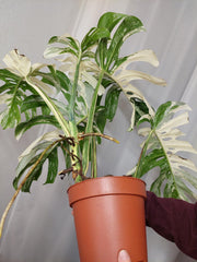 Monstera Variegata Adult