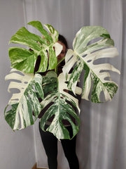 Monstera Variegata Adult