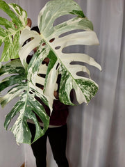 Monstera Variegata Adult