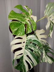 Monstera Variegata Adult