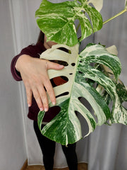 Monstera Variegata Adult